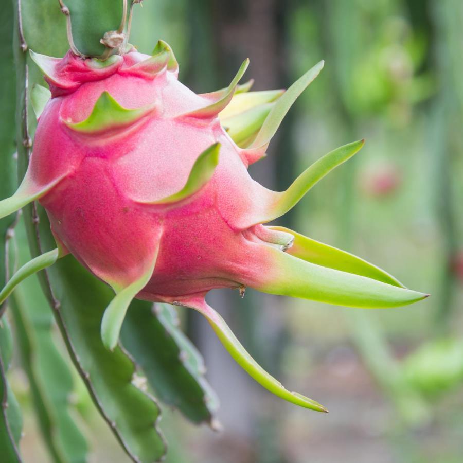 Pitaya Suítes Cunha Exterior foto